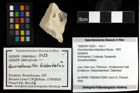 Foto (Objekt + Etiketten) von Goniodromites bidentatus (Reuss, 1859) 